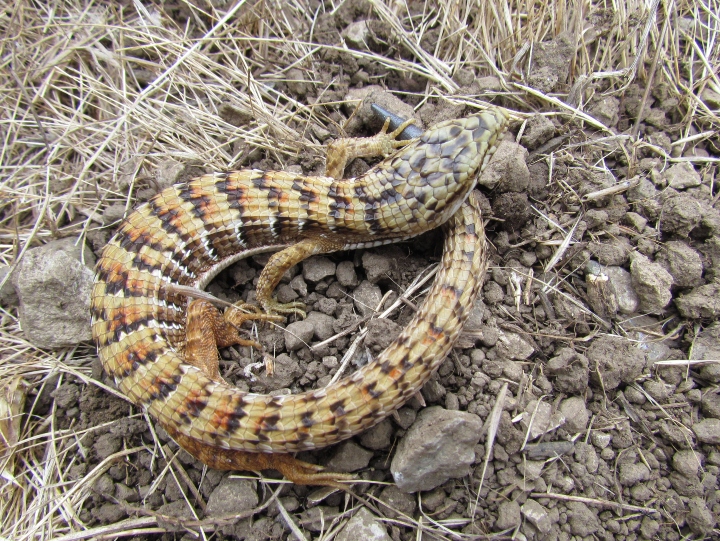 Southern Alligator Lizard
